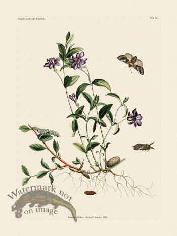 Wilkes Butterflies 066